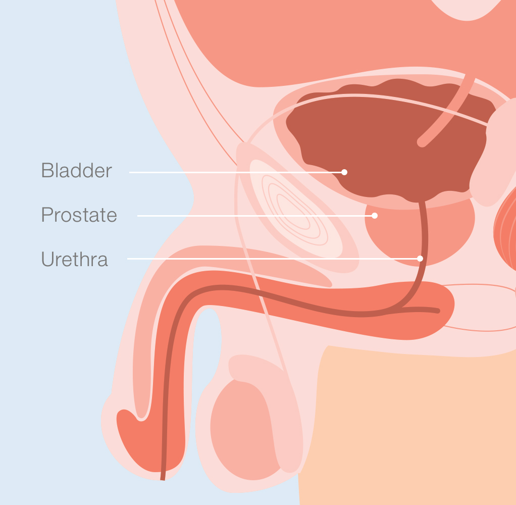 Illustration of normal prostate